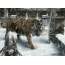 Painted Tiger ku Winter