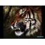 Gambar lucu seekor harimau