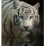 Paint tiger