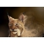 Funny picture sa lynx!