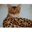 塗られたベンガル猫