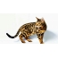 Dealbh cat cat Bengal