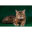 Բենգալ կատուն կանաչ ֆոնի վրա