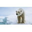 スクリーンセーバーの北極熊の写真