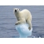 氷河の北極熊