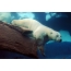 水の下で北極熊
