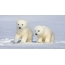 Bear cubs in neve
