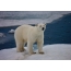 Polarni medved na snegu