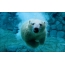 Medvěd se plave pod vodou