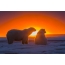 美しい夕日、北極、クマ