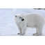 خرس قطبی در برف