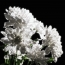 Hulagway nga animation puti nga chrysanthemums