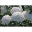 Zithunzi za White Chrysanthemum