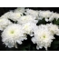 Hulagway nga puti nga chrysanthemums