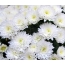 Baltos gėlės tapetai