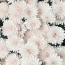 Krémové chryzantémy