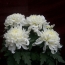 Bílé chryzantémy na černém pozadí
