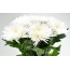 Kytice bílých chryzantémů
