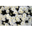 Balta chrizantema su geltonais centrais