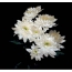 검정색 배경에 흰색 꽃