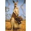 Cool picture of a kangaroo with a behemoth in a bag on the phone
