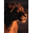 The king of beasts will undoubtedly decorate the screen of any phone!