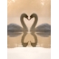 Swans in love is the perfect option for a screensaver of a female phone!