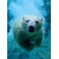 Polar bear! Cool picture on the phone