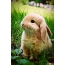 Funny picture of a rabbit