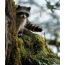Raccoon behind a tree on the phone. <img class = "alignnone size-full