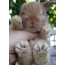 Cute rabbit on the phone!