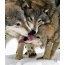 Wolves in the winter on the phone