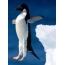 Penguin каалаган кооздоо