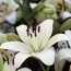 Scáileán iomlán White lily