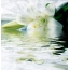 Lily, water