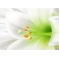 White lily full screen