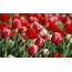 Crveni tulipani