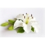 White lily wallpaper