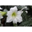 Fehér virágok