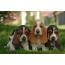 Screensaver on the desktop puppies
