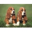 Basset canis puppy