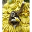 Monkey bananas
