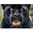 Panther's nose fullskjerm