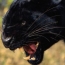 Panther barer tennene sine.