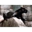 Panther sitter på en stein