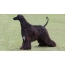 Anjing afghan hitam