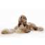 Picture Afghan Hound