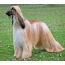 Long-haired greyhound