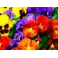 Gyönyörű képernyővédő az asztali virágokon