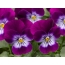 Purple-White Pansies- ը